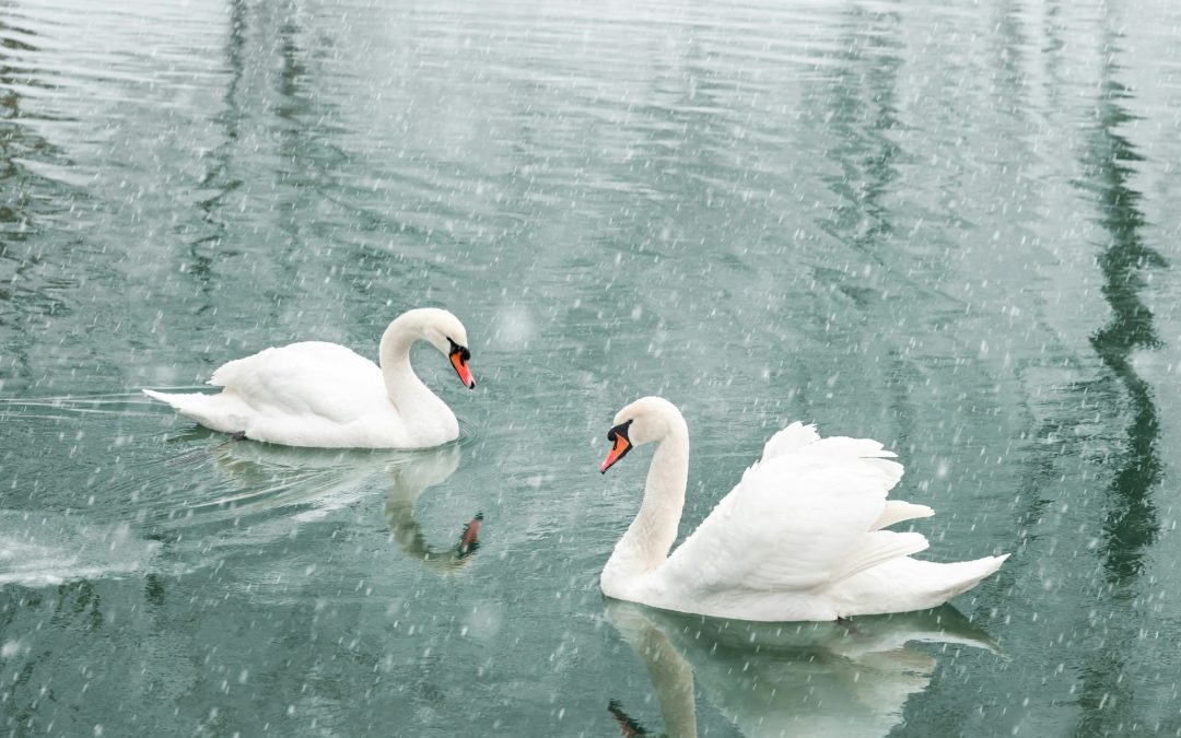 Discovering America’s Lake Dwellers: Common Wildlife in U.S. Lakes