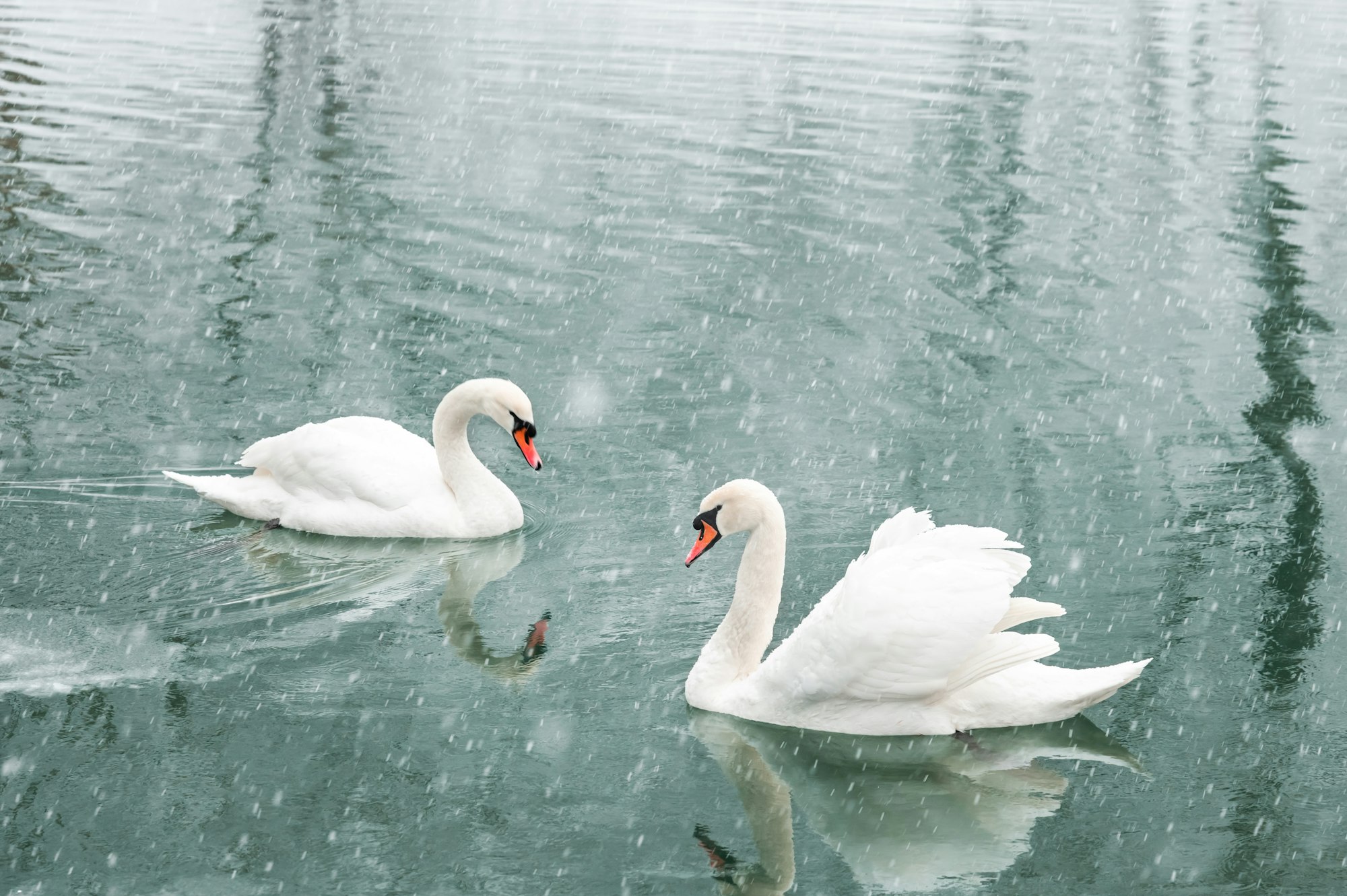 Couple of white swans swim in the winter lake water